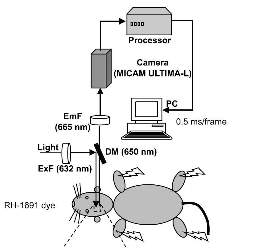 Lots of scientists are amazing artists. But this thread isn't about them. It's about the rest of us, who are just trying to get through our methods figure so we can get back to showing you graphs.

First, a rat made entirely out of ovals:
(Morales-Botello et al., 2012)

(1/x)