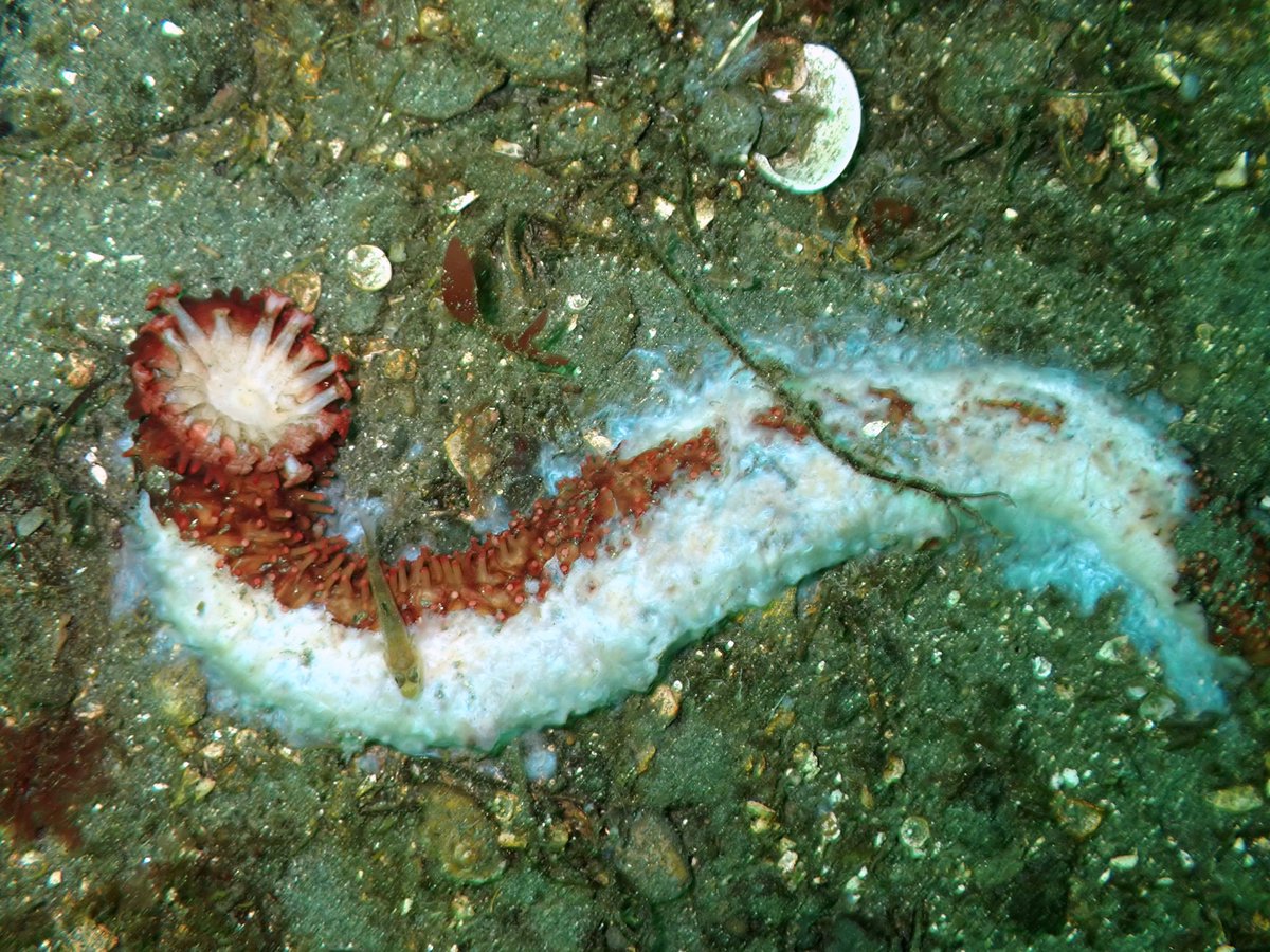EmGLim's tweet photo. Updates from Nanoose: 30-90% of the sea cucumbers we saw were diseased/dying across 3 sites. A handful of wasting mottled stars, a few other wasting sea star species. Samples were collected for DFO and @IanH77, we're hoping to collect more samples in the future (1/3) https://t.co/jvsqBUmQPp