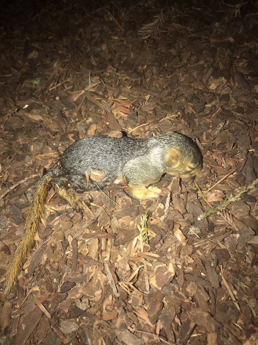 Heartbroken! Just found injured baby #squirrel in our backyard. Barely alive, think it fell out of tree. Local #wildliferrescue hospital closed until tomorrow. Any advice or resources? Don’t want to touch it but want to help possibly keep it alive until tomorrow. #veterinary