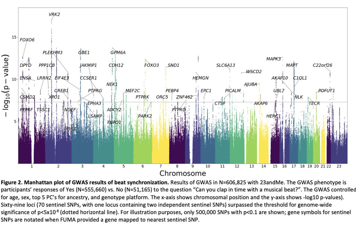 Genome-wide association study of 'having rhythm' biorxiv.org/content/10.110…
