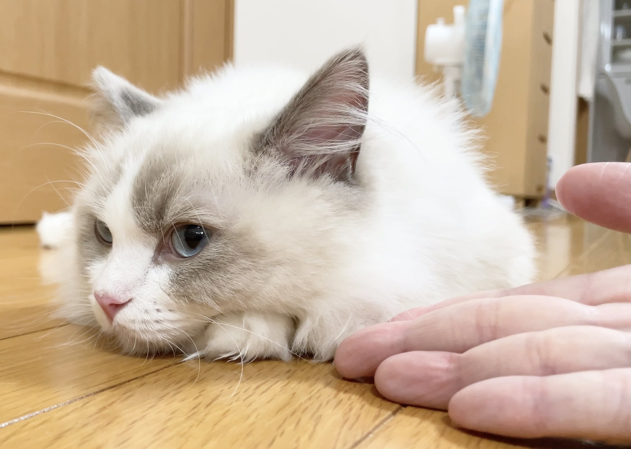ラグドール ひなファン 猫好きさんと繋がりたい ねこ ネコ 猫 猫のいる暮らし 猫のいる生活 子猫 お手 と言ったら鼻で笑われて こうなりました W