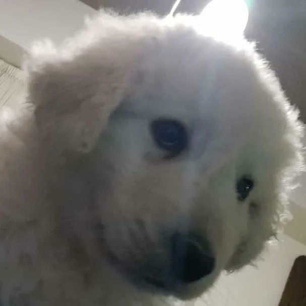 ElNegroVicente's tweet photo. Gwyn, 49 días.
#kuvasz #dog #dogslove #dogscute #kuvaszargentina #happy https://t.co/ZwjfYfa8oI