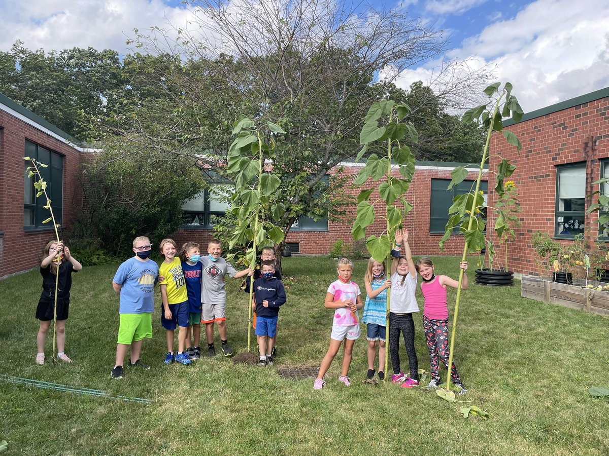 bwayebetz's tweet photo. Today we decided these sunflowers had seen better days. We saved the flowers to dry them. Harvested lots of cucumbers, one huge zucchini and a half dozen tomatoes. Oh and jalapeños too! https://t.co/U9nyNoLOqf