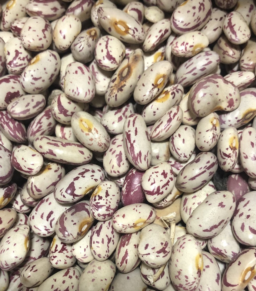 Cranberry Bean Harvest today <a href="/end_valley/">Valley's End Charolais Ltd</a> Recipe: cook garlic cloves in oil &amp; herbs (hot pepper flakes &amp; thyme) add washed, freshly harvested beans, water &amp; bay leaves. Cook until tender <a href="/drybeanworld/">Dry Bean World Inc</a> #valleysendcharolais #drybeans #irrigation #cranberrybeans