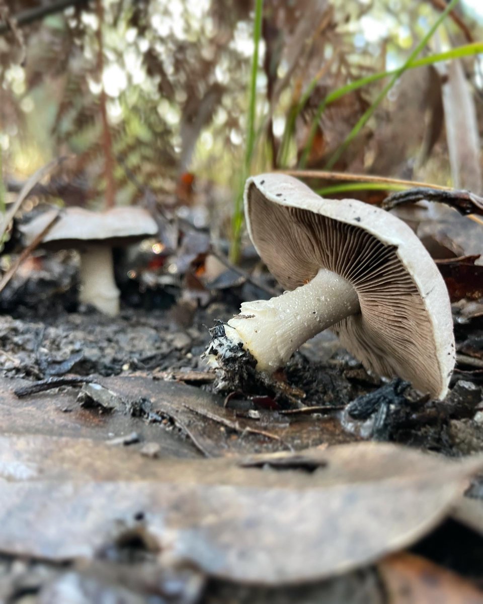 jbirch_botany's tweet photo. "A field-based investigation of simple phenol variation in Australian Agaricus xanthodermus" is now out - the first for @graceaceae from her Masters! Well done Grace! A valuable contribution to understanding toxicity in this commonly foraged mushroom (https://t.co/TJExZvX5oe) https://t.co/uWNNPKdvWc