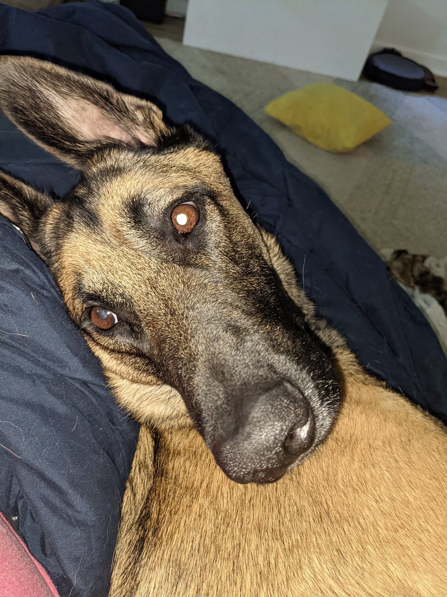 One week into covid and feeling pretty shitty. Hoping to be on the upswing here shortly. At least I have this boy, who hasn't left my side all week long.