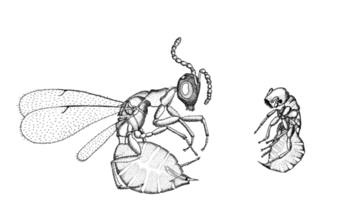 James M Cook on Twitter "Female wasps (photo) lay eggs in figs where