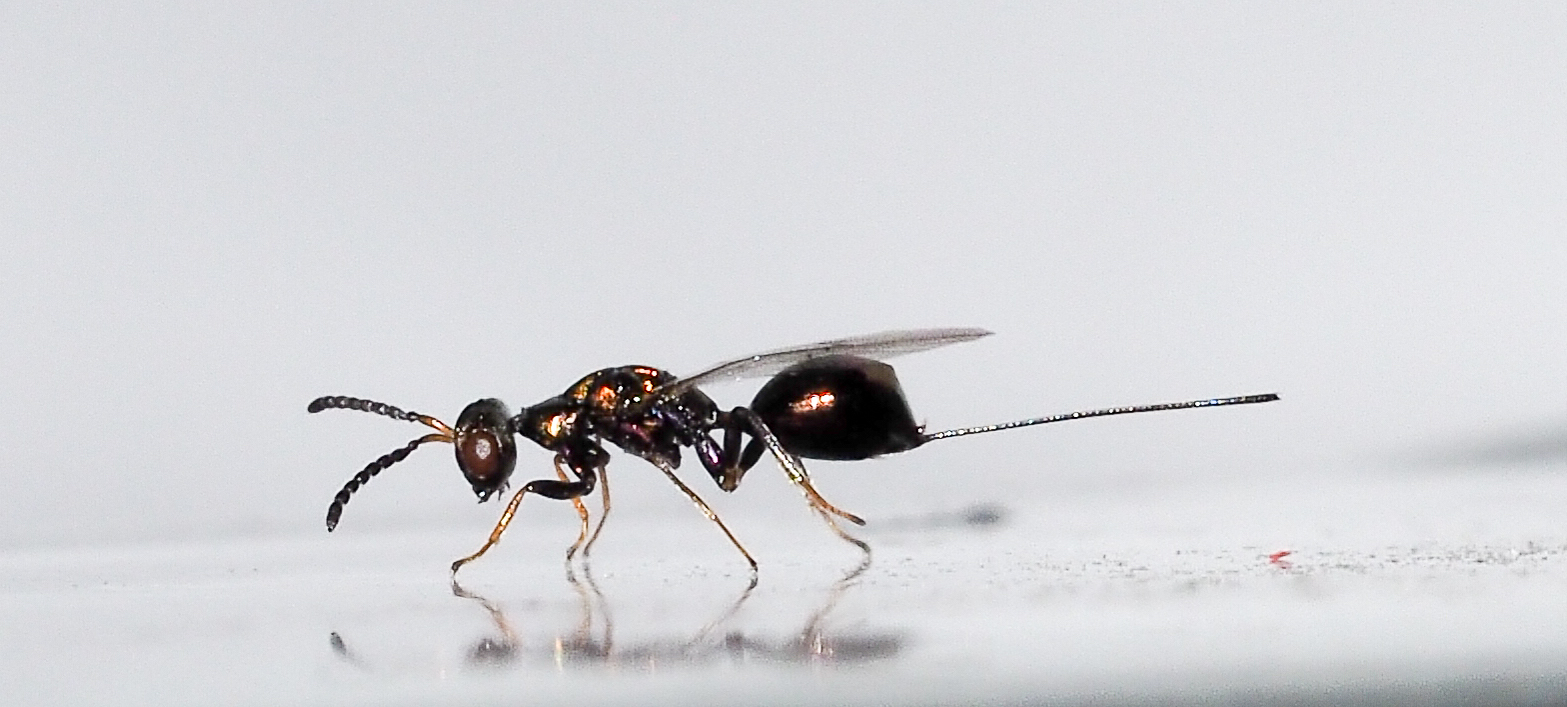 James M Cook on Twitter "Female wasps (photo) lay eggs in figs where