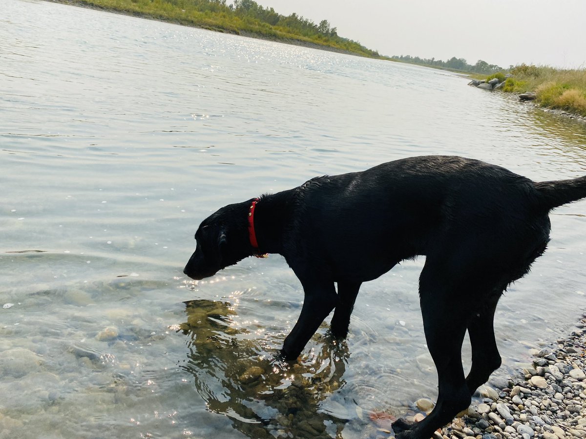 eeosar's tweet photo. Lab + water = happiness https://t.co/rtUhM3w2P7