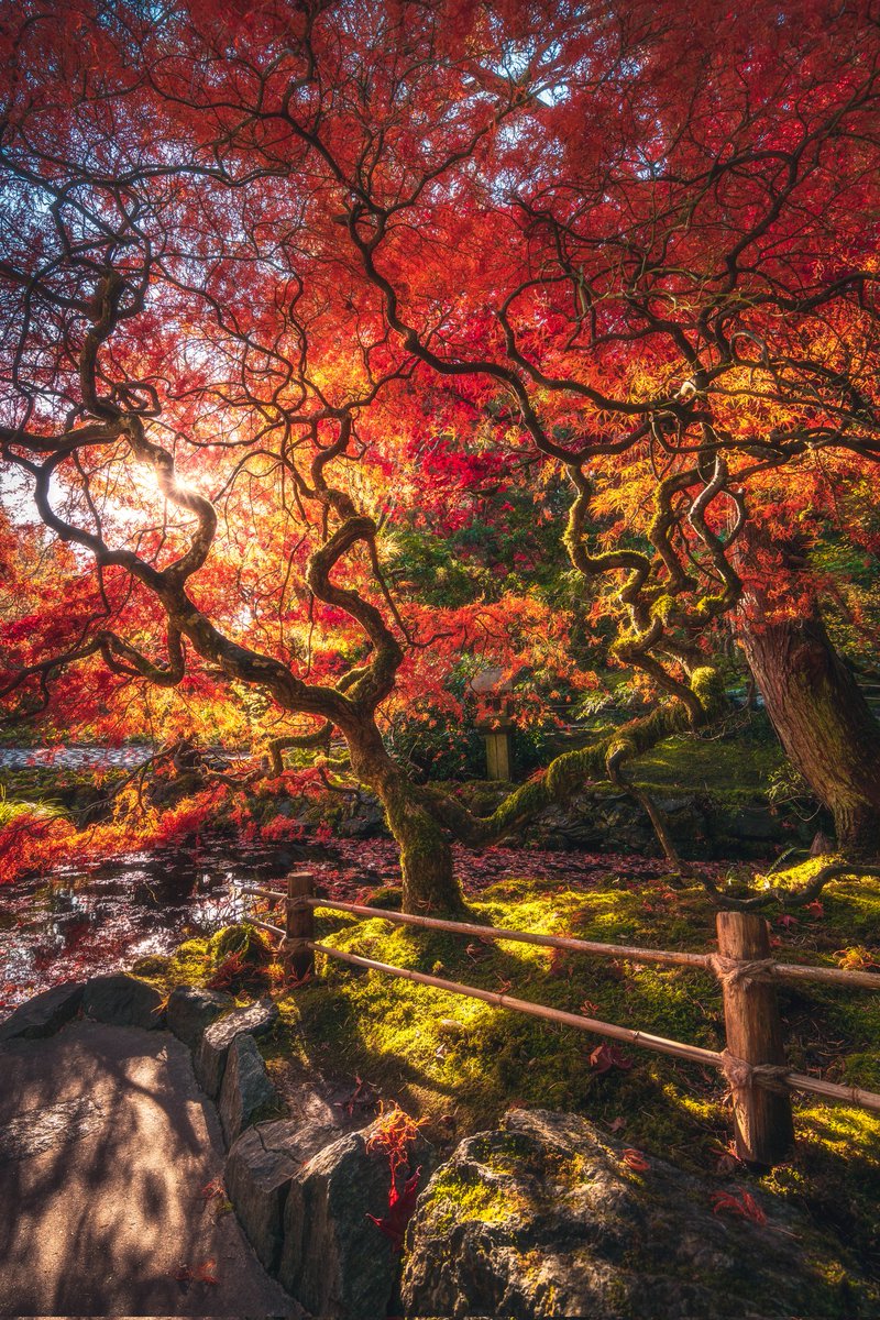 Calibreus_'s tweet photo. The beauty of Autumn. 🍂🍁 https://t.co/3alTE3D79R