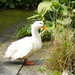 桑高克直(くわっち)のツイート画像