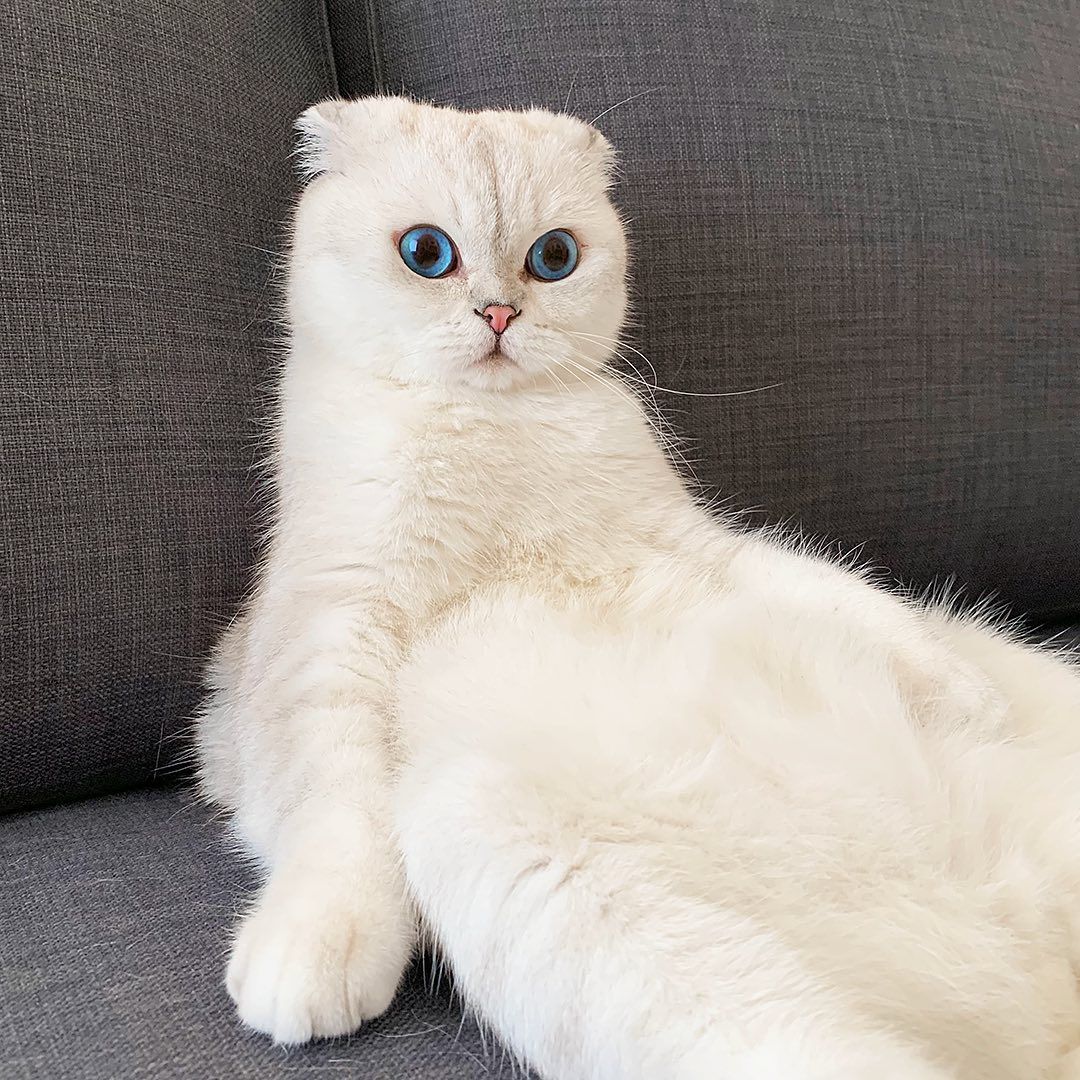 Meowed's tweet image. Me, when I realized there are only 4 months left before 2022! 

#meowed #meowedofficial #TheMeowedClub 

From @teddythefold