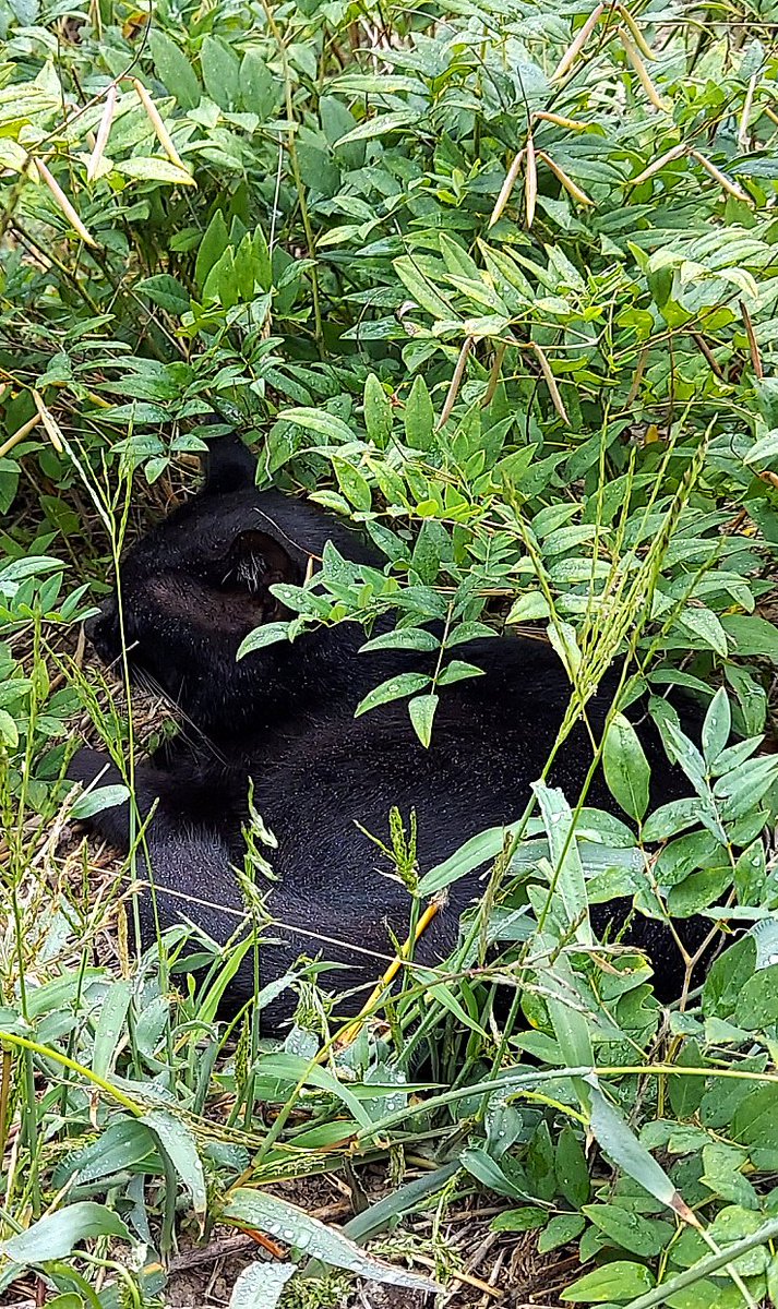 「朝、ご飯を食べた後、裏で狩りを楽しんでいた師匠(野生の黒猫)。

急な雨で「家に」|浅利与一義遠のイラスト