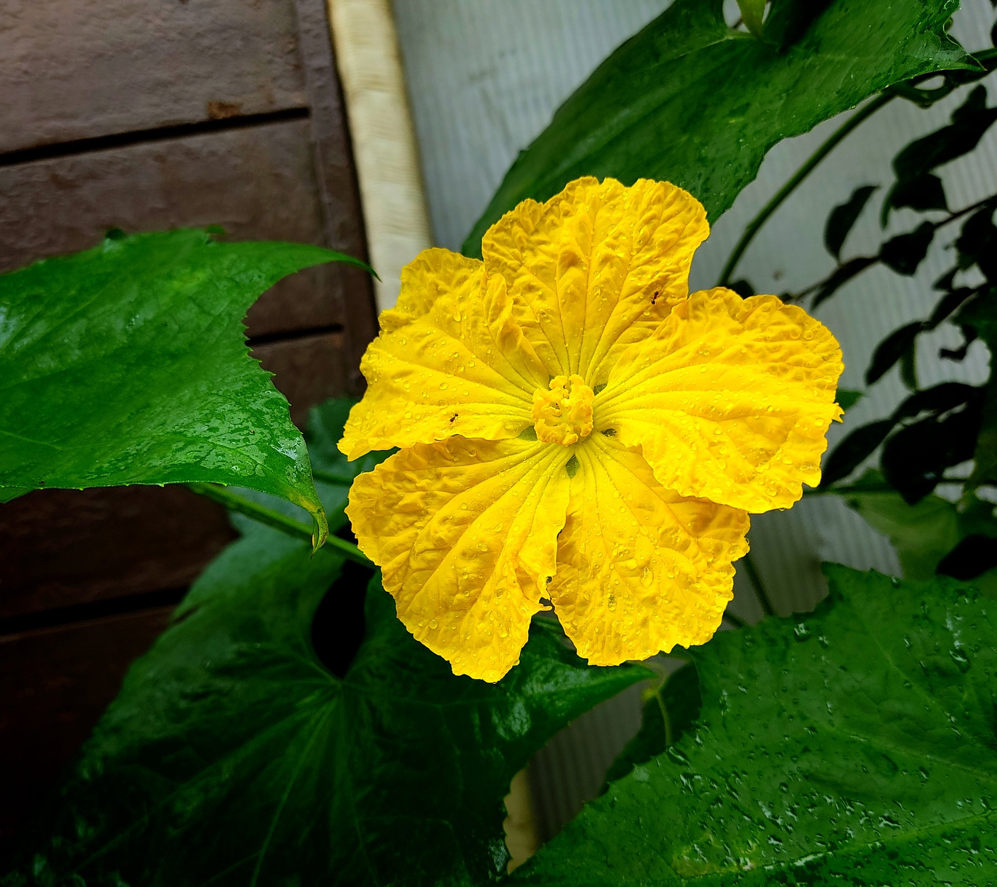 Donc 雄花に雌花 ヘチマに雨が 呑句 うちの坪庭 ヘチマ T Co Rhxw7vj3mt Twitter