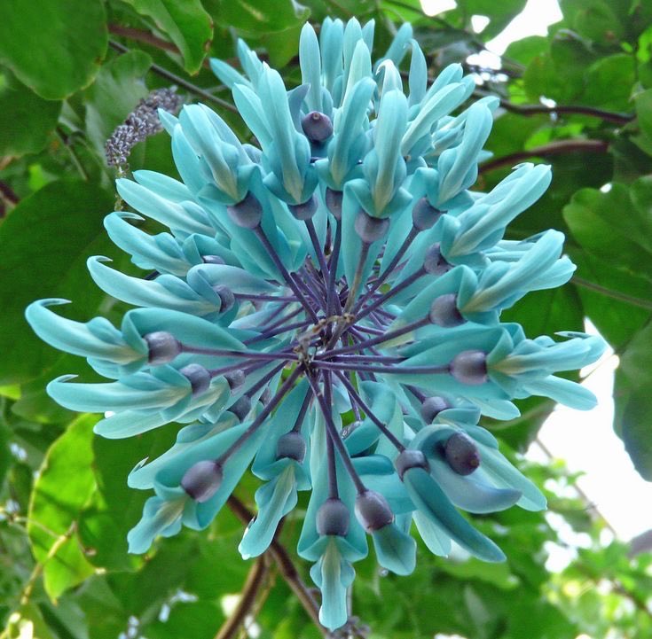 It’s so pretty. I think it’s called a Jade Chandelier. #plants #nature #gardening #photography