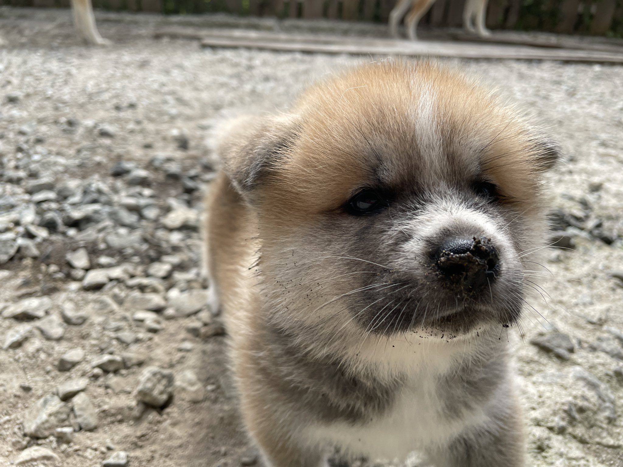 秋田犬ブリーダー Twitter Search Twitter