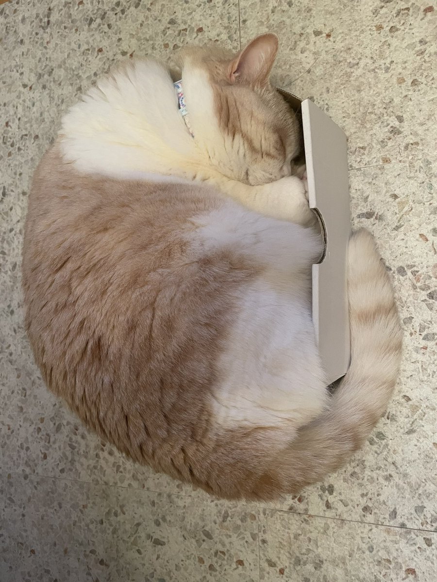 lilu2017617's tweet photo. 箱入りにゃんこ📦❤️
うちにある箱の中で1番人気😹
ちなみにpecoboxさんの箱です🐟
#猫と一緒
#箱入り娘
#cat
#猫好きさんと繋がりたい
#ミヌエット
#pecobox https://t.co/MkDmPzmZVx