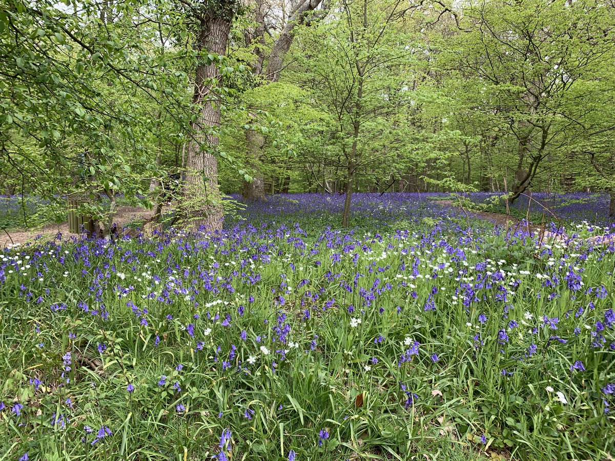 @bluebellwalk A magical walk today. Rebooked for next week. So so beautiful.