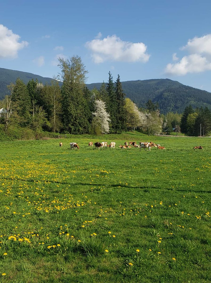 MyShanDairy's tweet photo. All the Mommas at Myshan Dairy want to wish all you Mommas as Happy Mother's day! #myshandairy #creamtop #premiumguernseymilk #A2A2guernseymilk https://t.co/EF3HyS24rz