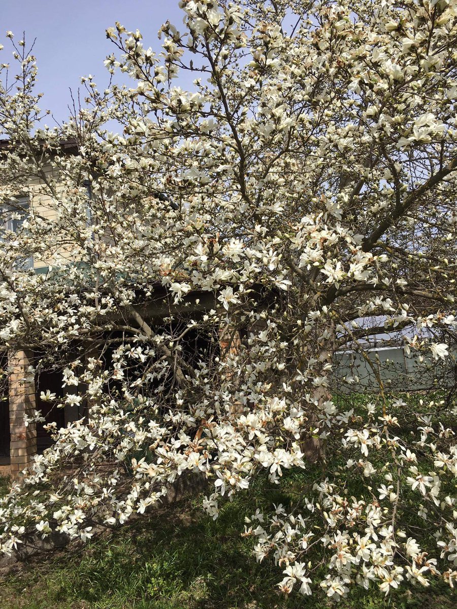 AlksneR's tweet image. Pagalmā.