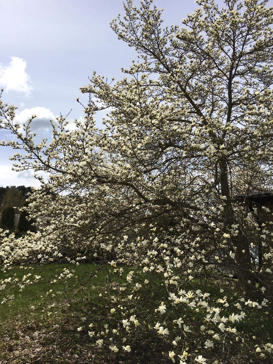 AlksneR's tweet image. Pagalmā.