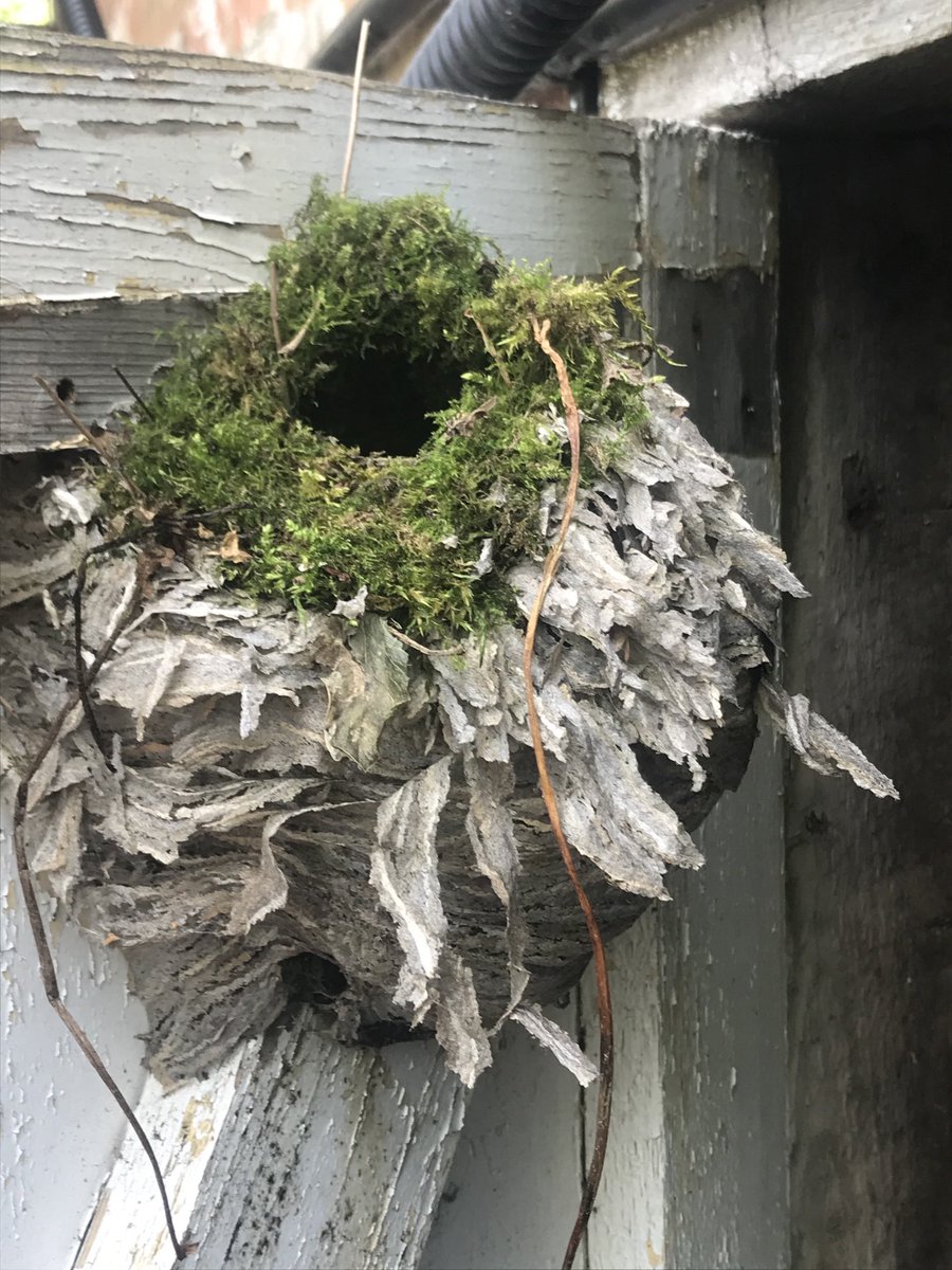Last year’s wasps nest on the shed door has been transformed into this years Wrens nest. Natures recycling in action!