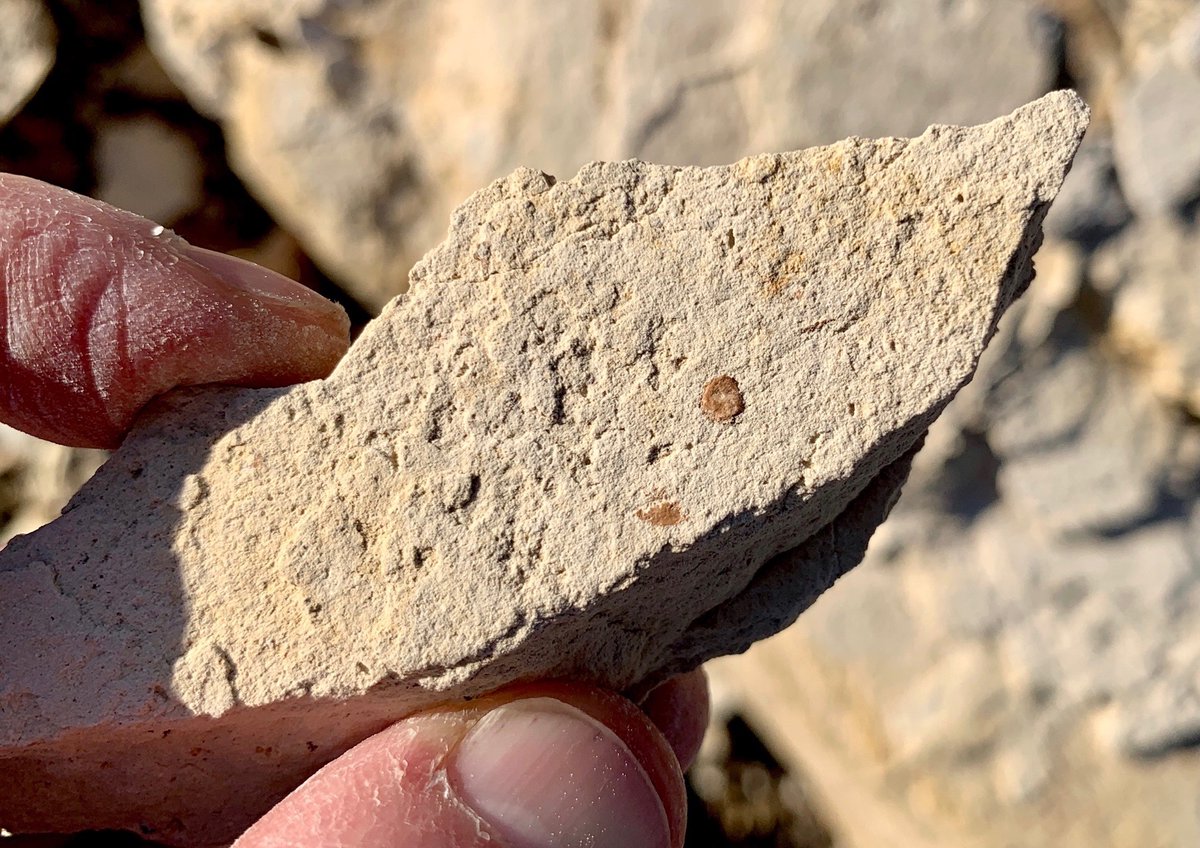 Whether called chalk, or limestone, or calcareous, in chemical terms, these soils are all high in calcium carbonate, the building block of marine life. These rocks are chalky and white, with marine fossils from oyster shells to whale bones to these fish scales at  @TablasCreek. 2/