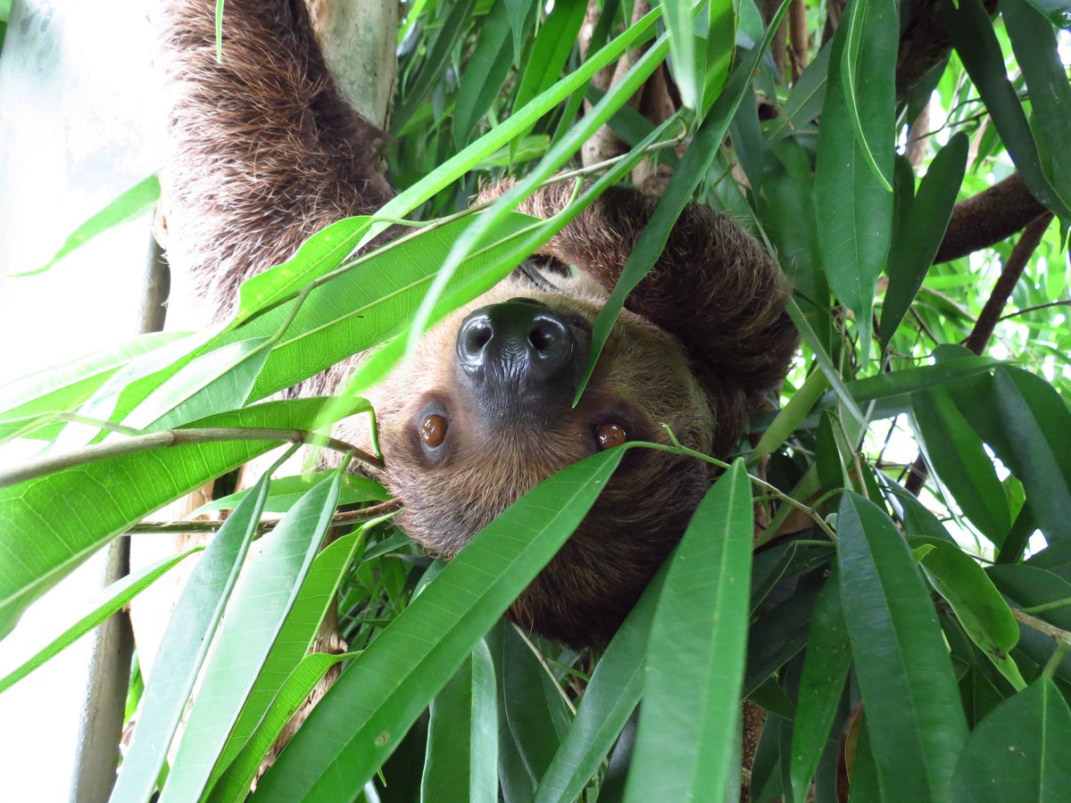 HampsteadNorrey's tweet photo. Animal Keeper voluntary work placement opportunity! 

@livrainforest is inviting applications for a voluntary work placement with the Animal Department, offering a placement from September 2021 to June 2022.

To apply: email CV and Cover Letter to robynd@livingrainforest.org https://t.co/QuZMT7rdNz