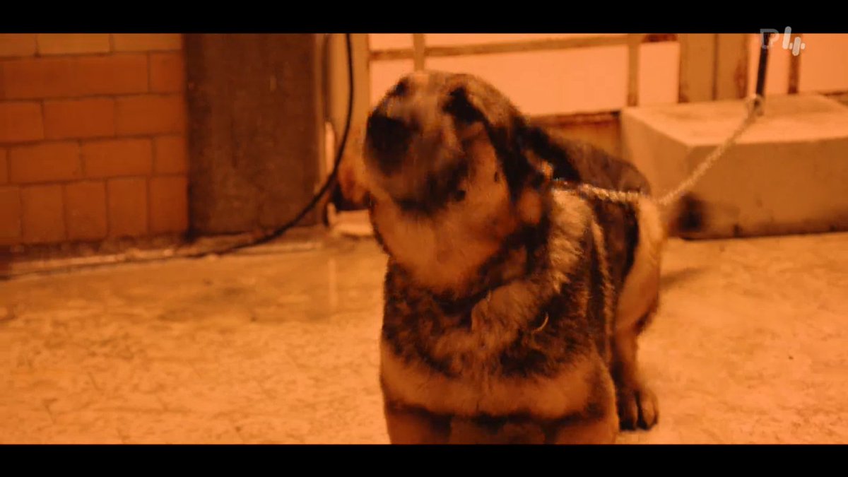 JLoeys's tweet image. #DeMol 
Sven is echt de Sherlock Holmes van Aalst.