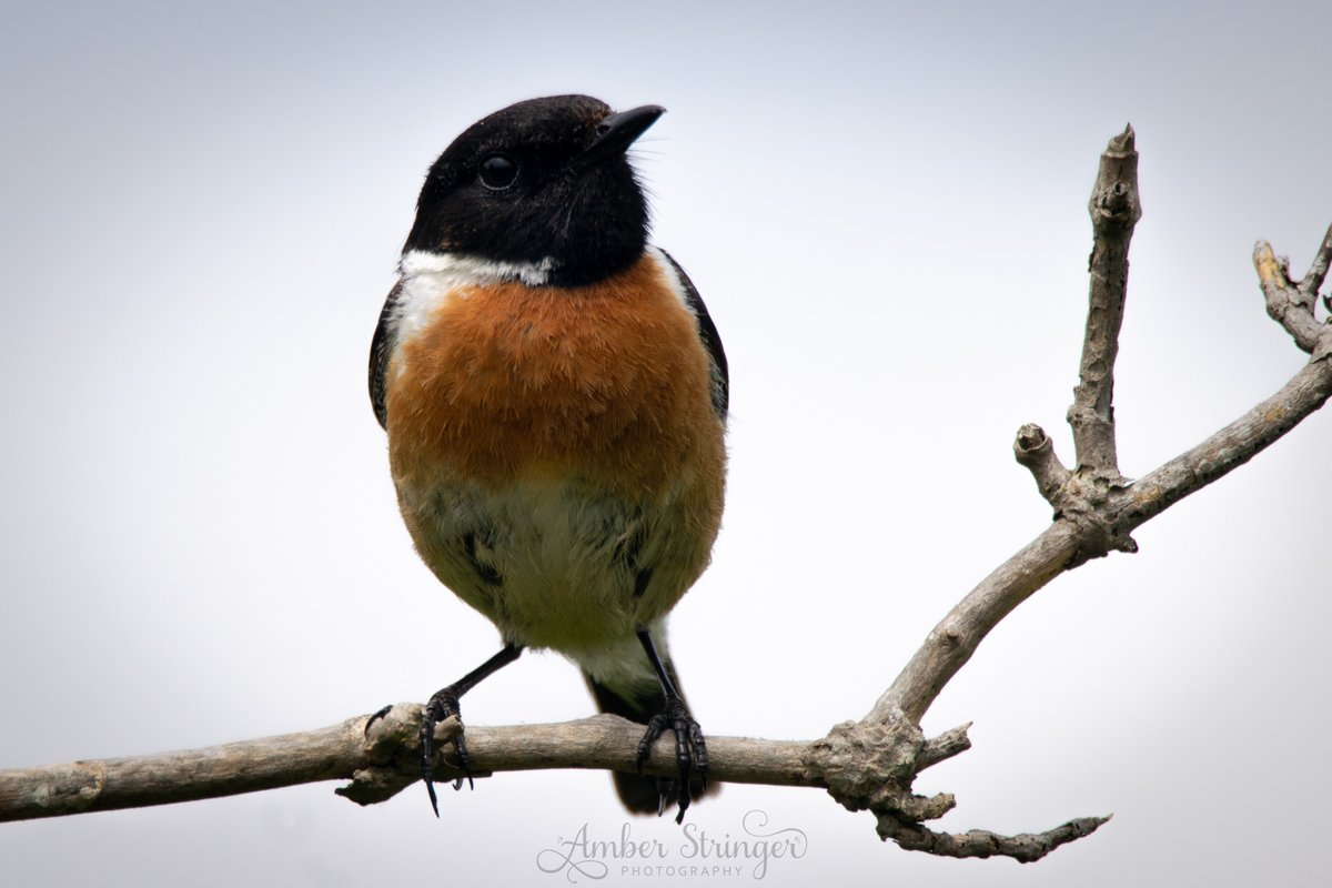 AmberPStringer's tweet photo. ~ Male Stonechat ~ 

I photographed during my heathland research at RSPB Minsmere, lovely little birds and their unique little chirps, which sounds like two stones knocking against each other 😍
#stonechat #bird #birdphotography #rspb #rspb_love_nature #rspbminsmere #nikon https://t.co/VcHy36eNmI