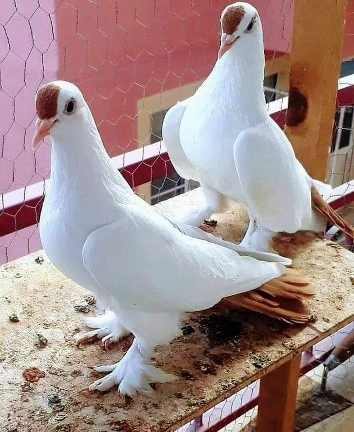🕊️💕🕊️