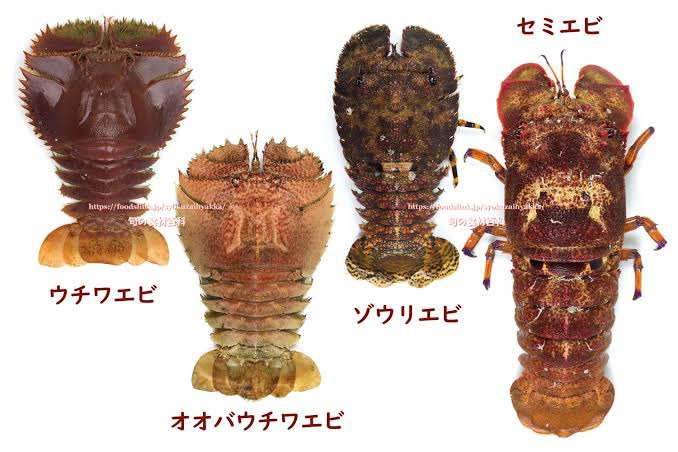 セミエビ