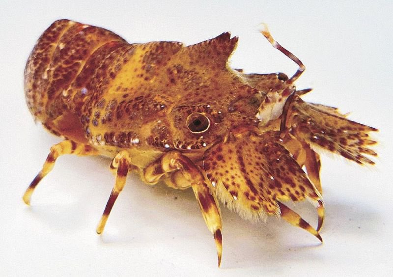 芦野公平 Kohei Ashino イッカクセミエビかわいいなあ T Co Yyukmecpf9 セミエビ 蝉海老 セミエビ科 旬の魚介百科 T Co Ozep6tqkyx T Co Gdurkanvok Twitter 芦野公平 Kohei Ashino イッカクセミエビかわいいなあ T Co Yyukmecpf9 セミエビ 蝉海老 セミエビ科 旬の魚介百科 T Co Ozep6tqkyx T Co Gdurkanvok Twitter