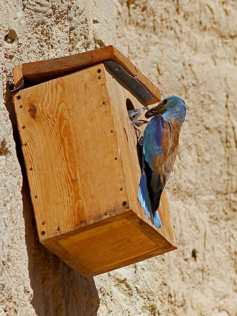 CARRACAMANH's tweet photo. #MigratoryBirdDay @EspNaturalesMur.Damos la bienvenida la #Carraca @Europeanroller  en el Aula de Naturaleza de @RamblaSalada y @Ajauque. Los más pequeños nos dan una lección de curiosidad y #EducacionAmbiental https://t.co/NvAfHeKSNC https://t.co/CwPrOwxwmM