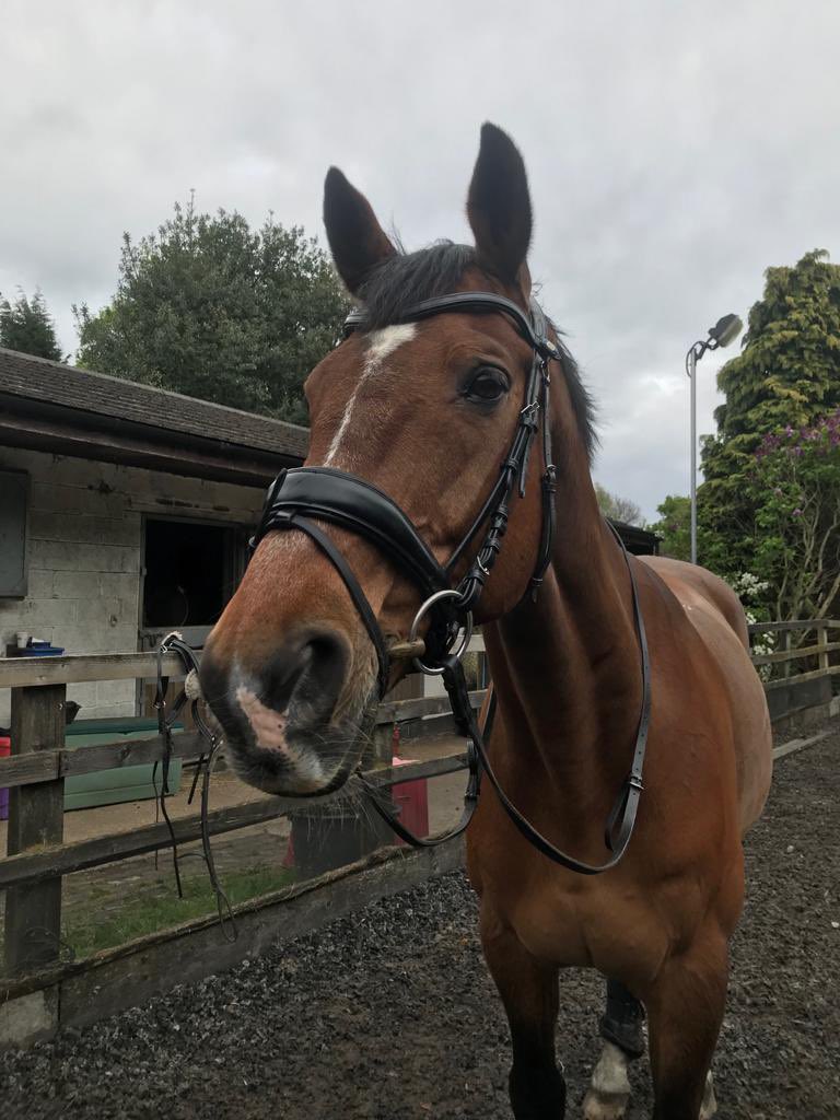 I was beyond excited when I found out that I was one of the selected athletes to attend the selection event for the Tokyo Paralympic Games. I’m so disappointed to have decided not to attend. Roko and I wish the other combinations the best of luck. #tokyoparalympics2021 #twohearts