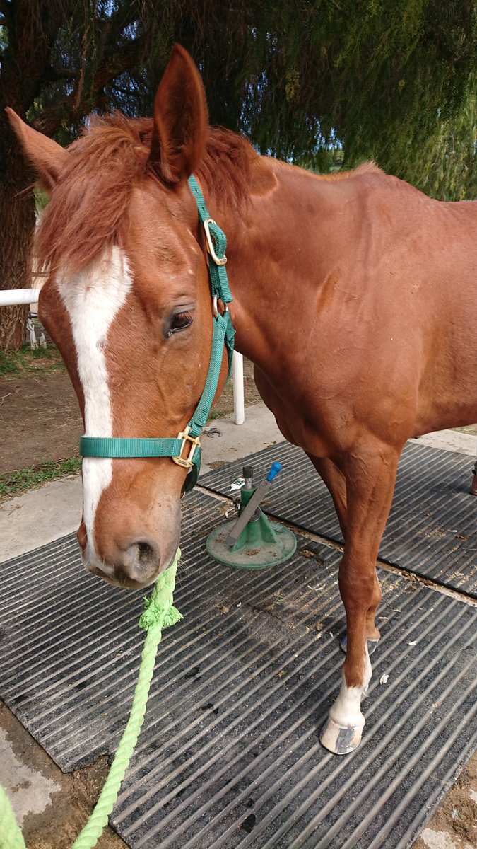 Our last current horse is Red Hot Chili Pepper (JC name Mr. Show Off). He's a little firecracker, & he was fortunate to have people who saw his potential & networked him so he could find me. If we can heal the damage from his race training & get his head right, he'll be a blast.