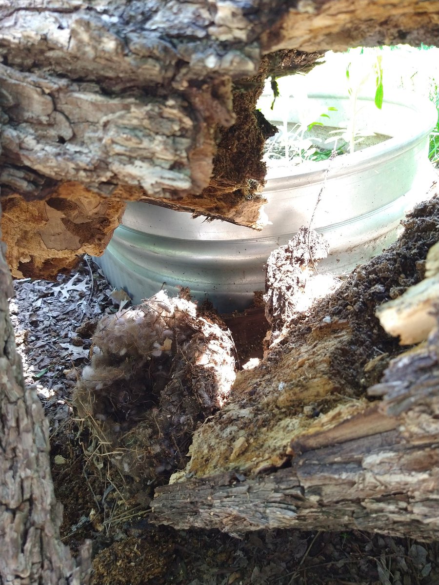 It's been quite dead and rotting away. We were also waiting for the squirrels to vacate this nest. I was right in the area and saw it fall - nobody is hurt, nothing damaged, it fell exactly as we were hoping to take it down. Only without the chainsaw.