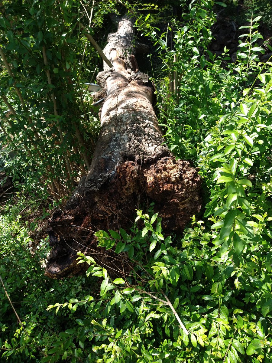 Here's another couple pics. We've been clearing the area around it from all that invasive brush and have been speculating if it would come down in it's own before we got to it.