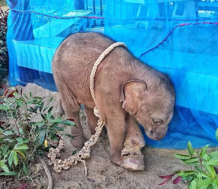 Gerturu's tweet photo. @DalaiLama @BrianLR19728 Why don't you take a position on theabuse & torture of #elephants in yours temples & religious festivals? doesn't that count for them? Keep your word, keep what you say. Don't be a hypocrite
You're letting this happen. You're also responsible for this. #SaveTempleElephants https://t.co/ktjjozQxK4
