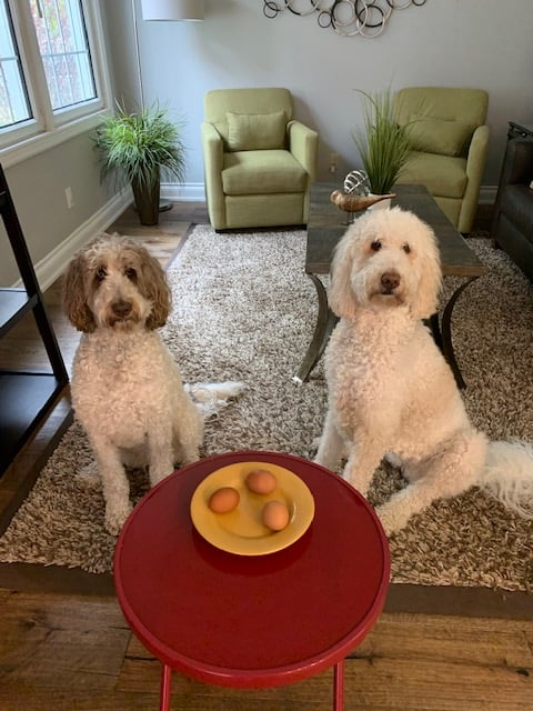 Look what our neighbor gave us😀
What color chicken do you think laid these eggs?
#sundayvibes 
#SundayThoughts 
#dogsoftwitter