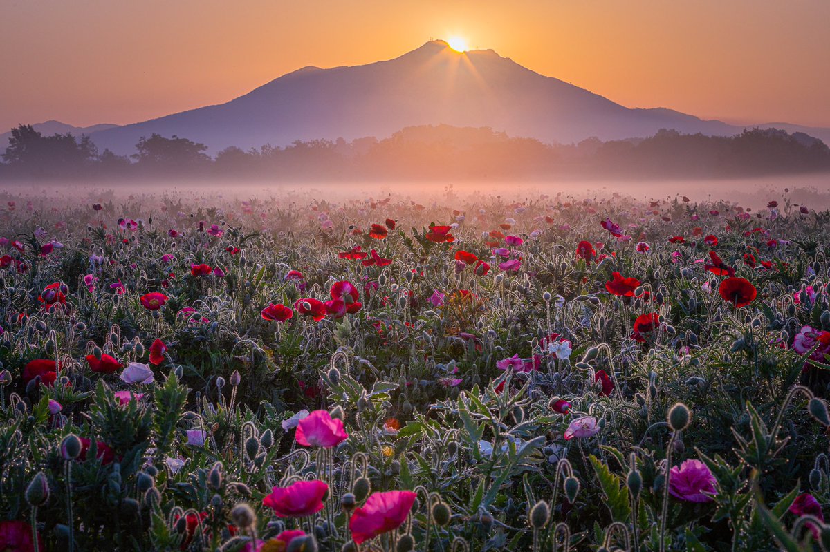 Yuya Maekado (@yuyar33) | Twitter