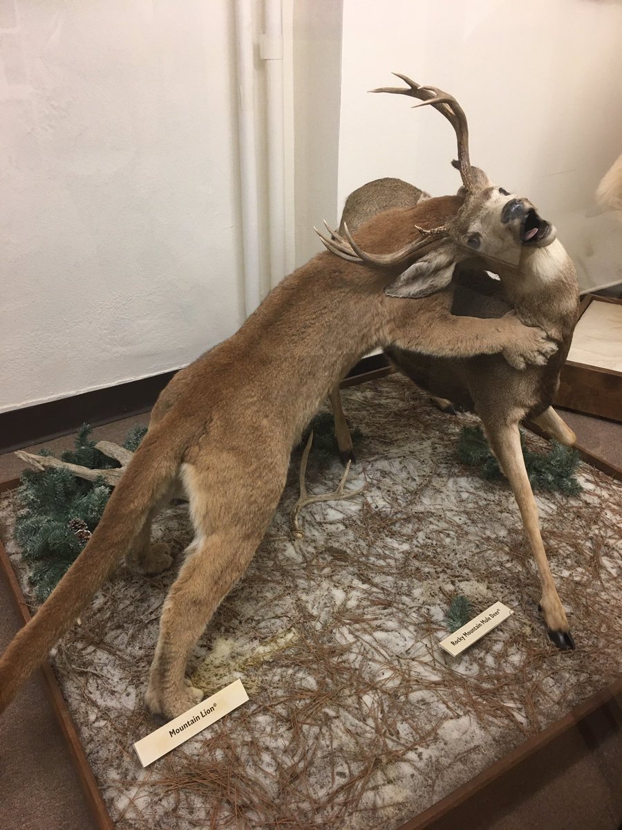 you know that super normal thing where every monastery has a museum full of taxidermy they have posed into a series of “nature, red in tooth and claw” tableaux