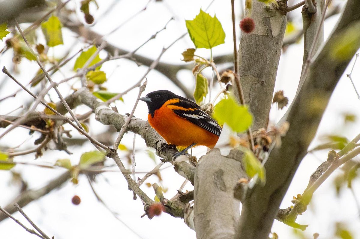 Spent Mother’s Day with some songbirds 🐤 #ashokanreservoir #ashokanrailtrail #yellowwarbler #commonyellowthroat #redwingedblackbird #baltimoreoriole #catskills #newyork #nikon