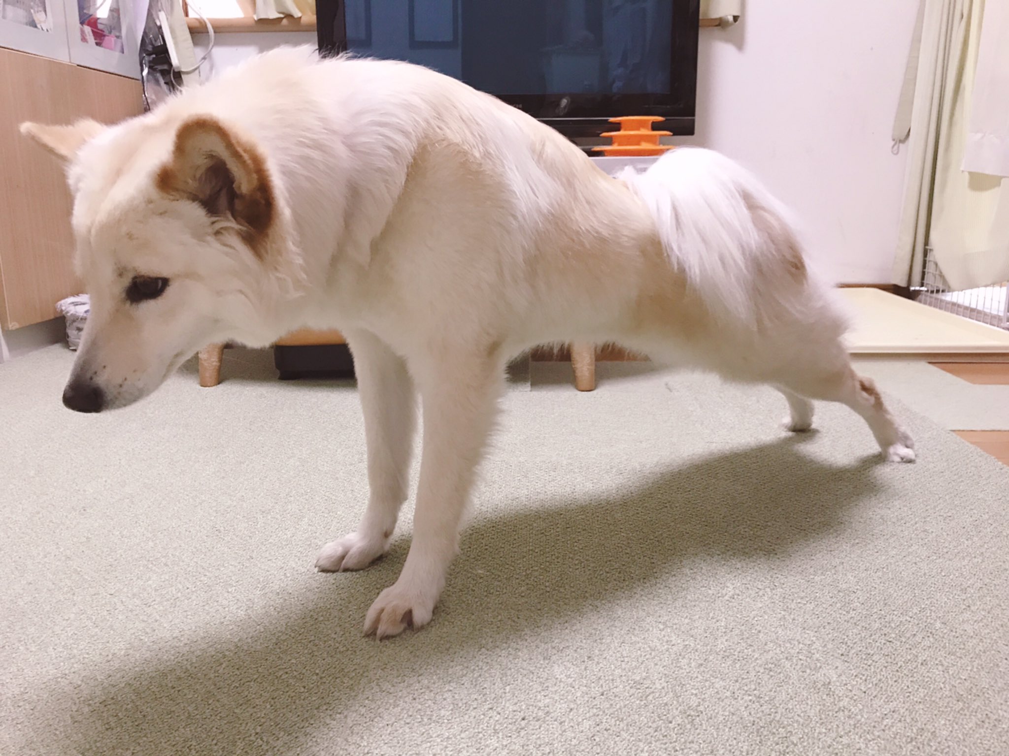 七 つる のびのびストレッチ 今日でつるちゃん生後10ヶ月 つるちゃん 犬 雑種犬 生後10ヶ月 犬のいる暮らし T Co Llnqweofl4 Twitter