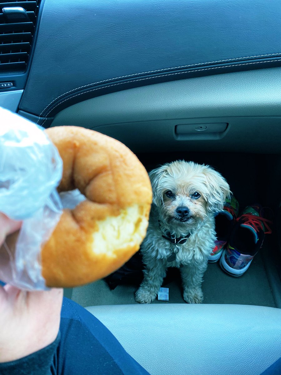 Update:
Bruce took a human bite of my donut without me knowing.
#thegreatroadtrip