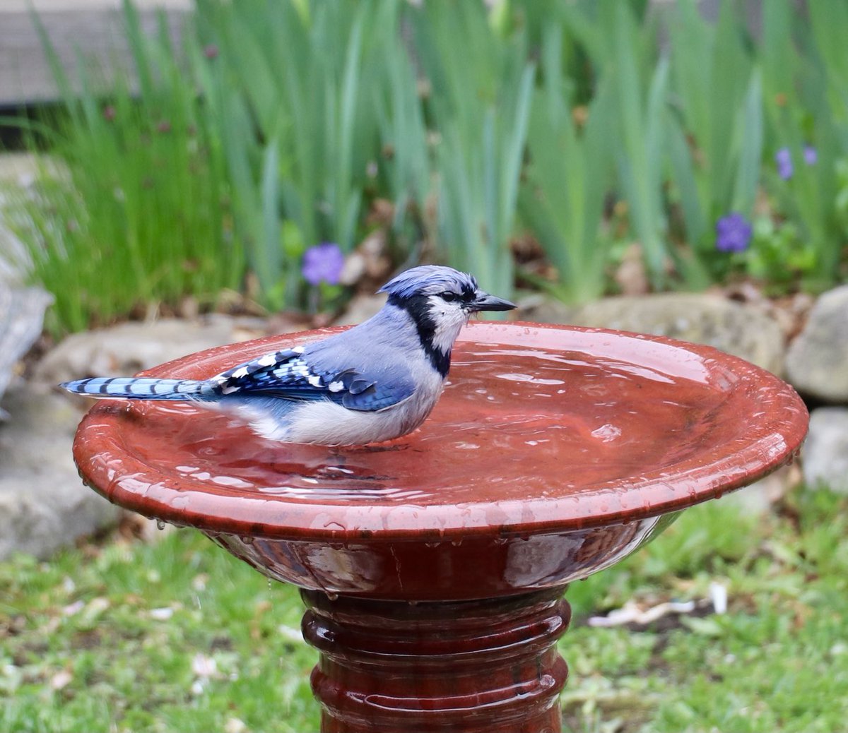 Blue Jay enjoying the day!