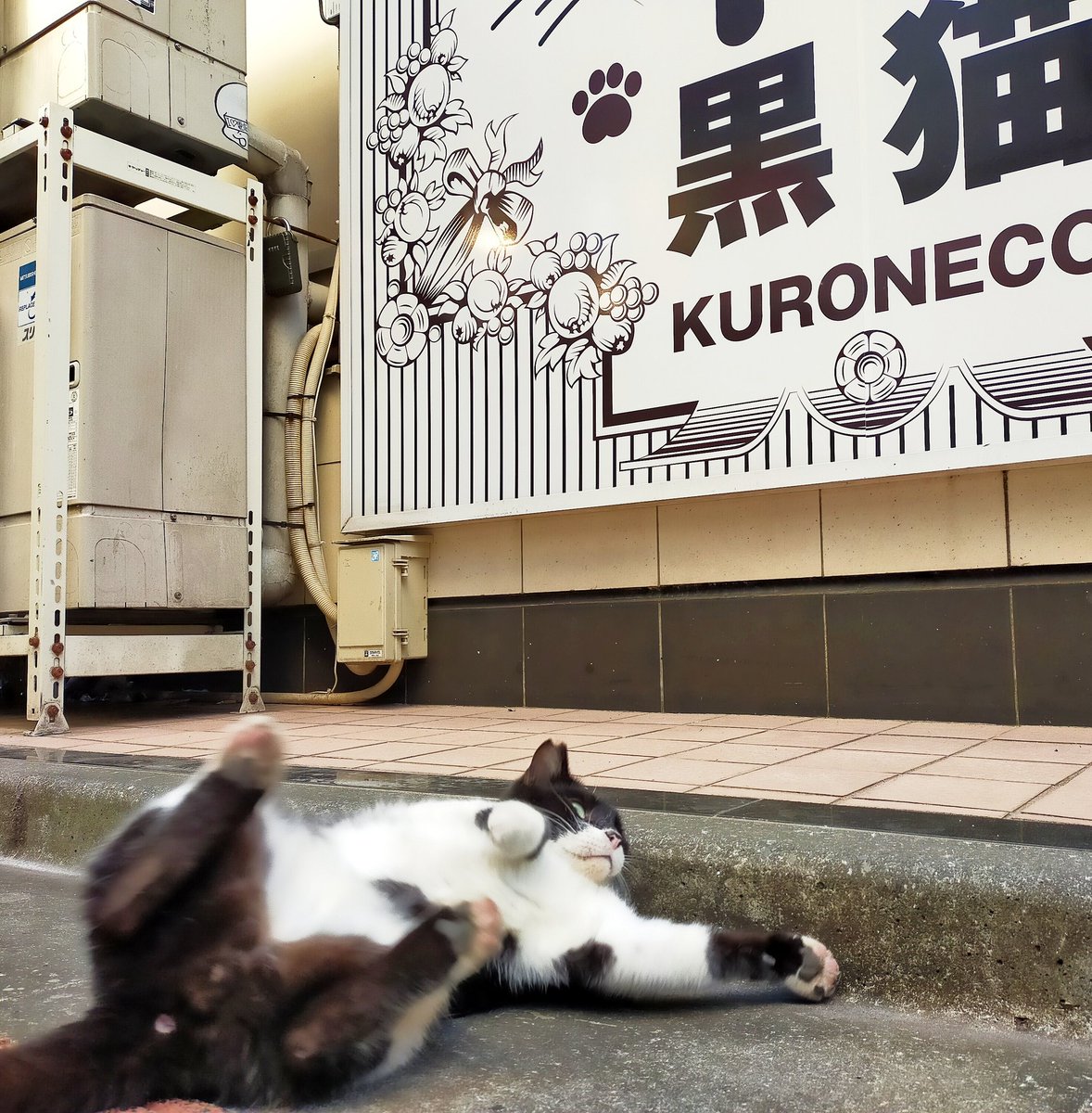 今日はメイドの日早く掃除に来い 黒猫メイド魔法カフェのビルは ねこのおそうじ屋さんのテリトリー この子がアナタに魔法をカケ 21 05 10 神楽坂ねこの郵便局というなまえのお店 今日はメイドの日早く掃除に来い 黒猫メイド魔法カフェのビルは ねこのおそうじ屋さんのテリトリー この子がアナタに魔法をカケ 21 05 10 神楽坂ねこの郵便局というなまえのお店