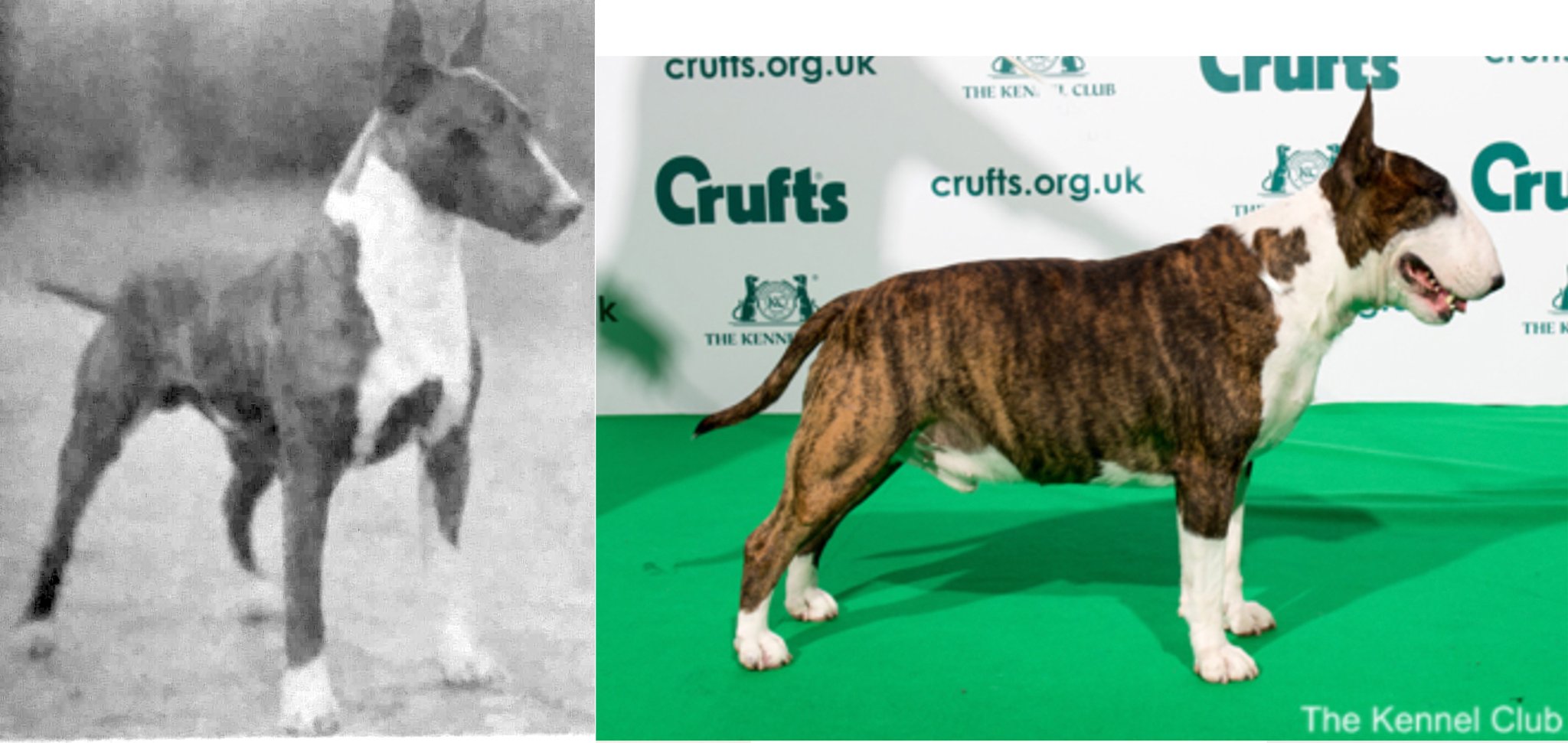 English bull hotsell terrier crufts