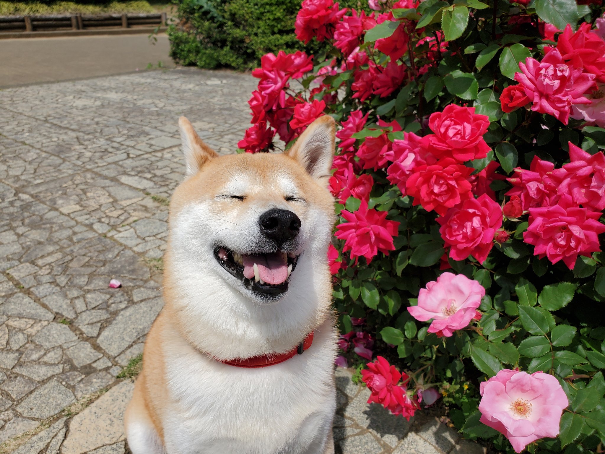 柴犬きゅう なな りく だいすきな薔薇の公園 柴犬 柴犬九七六 薔薇 T Co Hnfxi4fieo Twitter