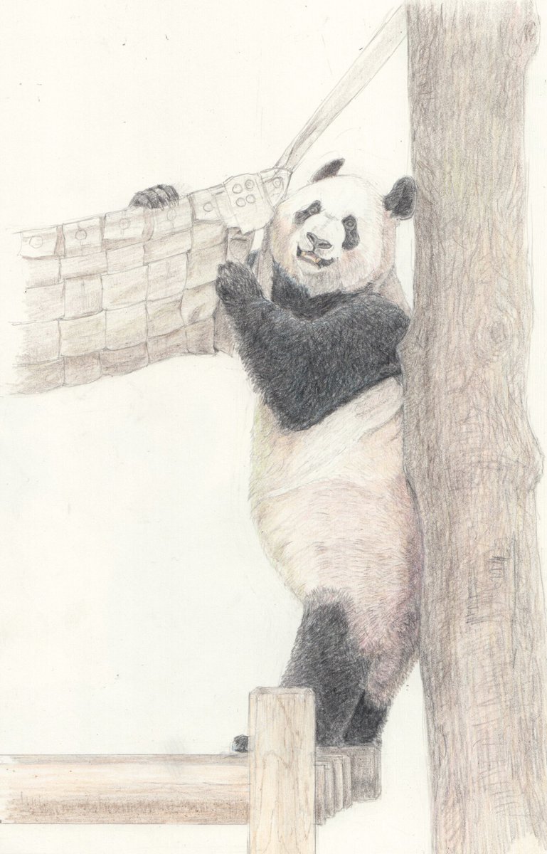 Twoucan パンダさん の注目ツイート イラスト マンガ